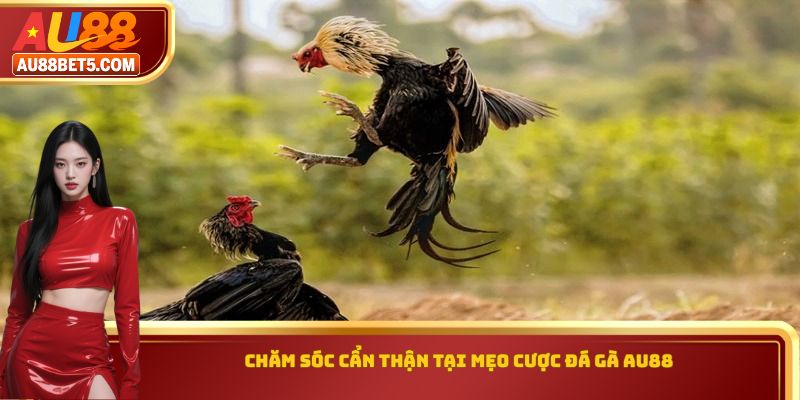Chăm sóc cẩn thận tại mẹo cược đá gà AU88