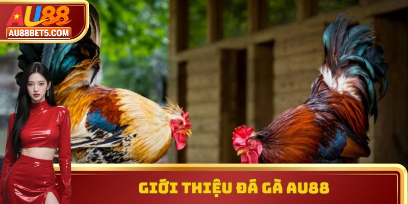 Giới thiệu đá gà AU88