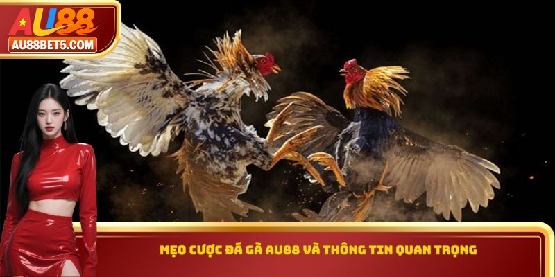 Mẹo cược đá gà AU88 và thông tin quan trọng